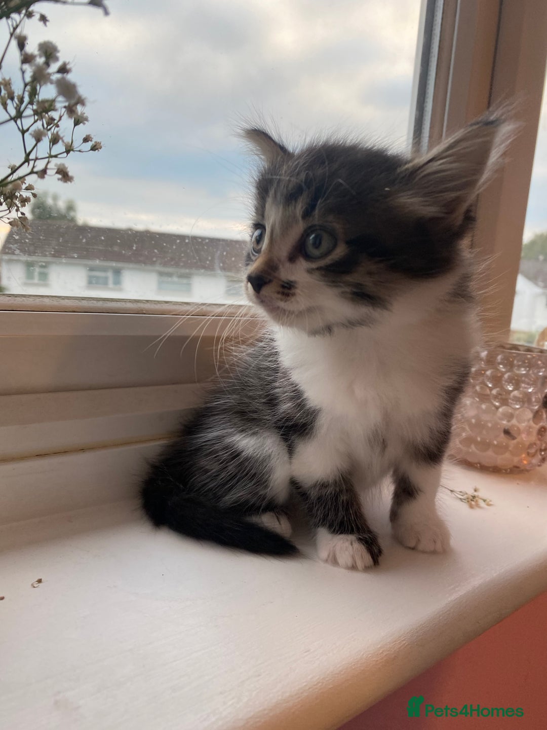 Mixed Breed cats for sale: Fluffy adorable mixed tabby! - Image 7