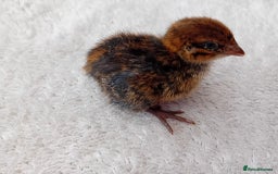 Quail poultry for sale: Coturnix, Celadon and Chinese Painted Quail Chicks - Image 14