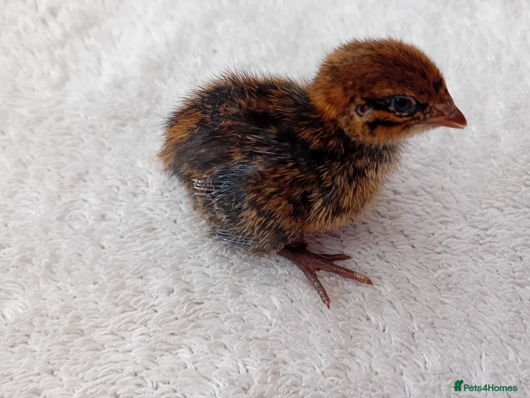 Quail poultry for sale: Coturnix, Celadon and Chinese Painted Quail Chicks - Image 14