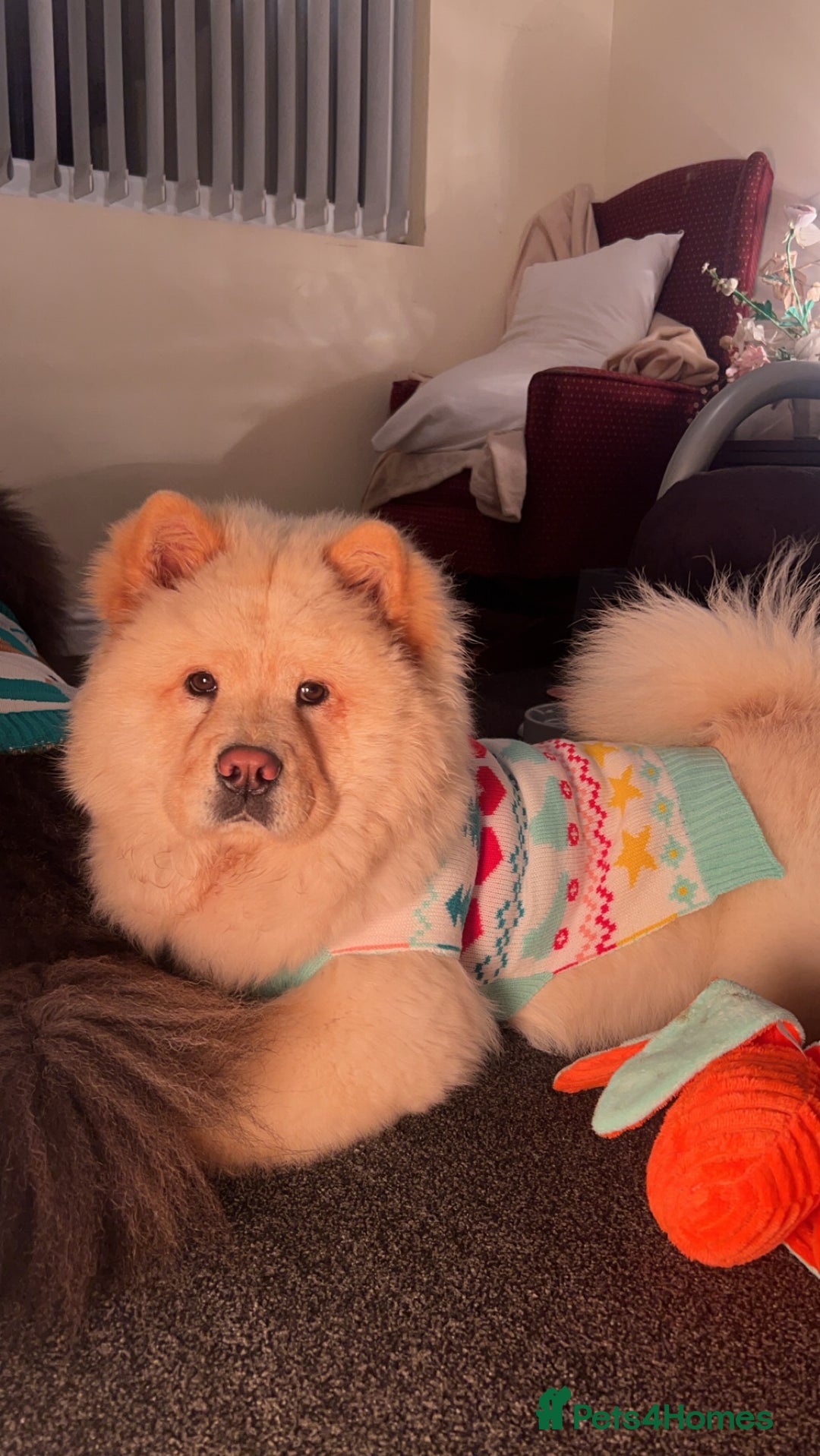 Chow Chow dogs for sale: Beautiful Black and Blue Chow Chow 🖤💙 - Advert 3