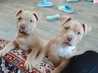 American Bully dogs American pocket bully - Advert 11