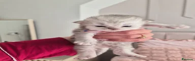 Persian Kitten 3