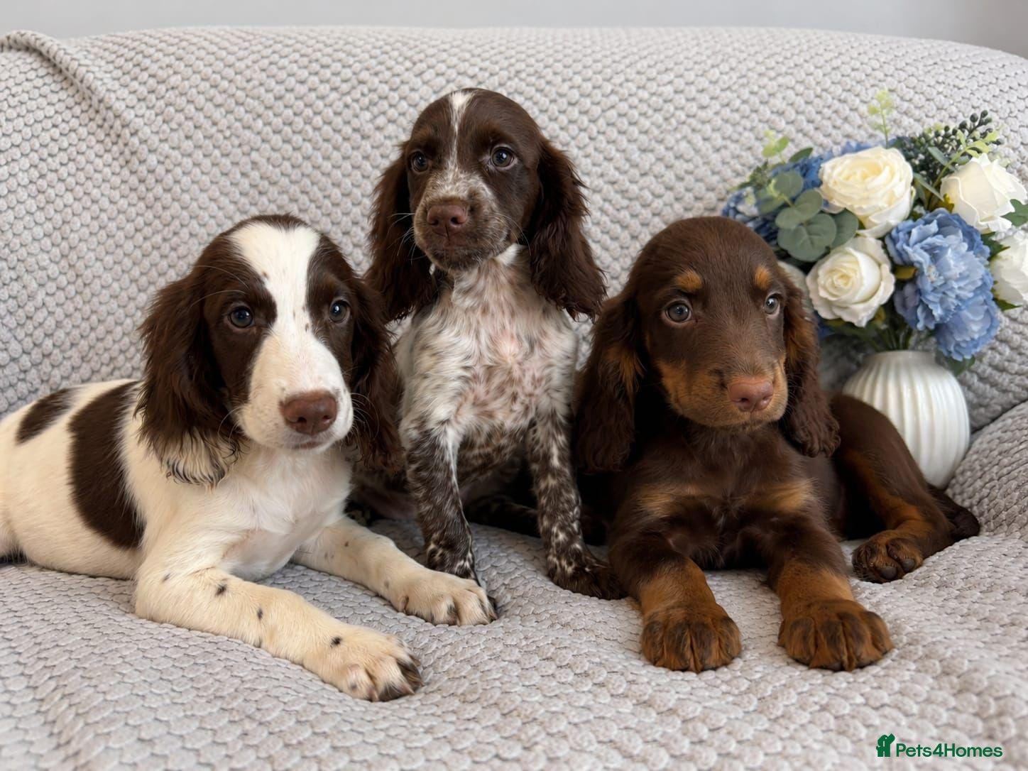 Cocker Spaniel dogs Cocker Spaniel Puppies Fully Vaccinated Ready Now - Advert 5