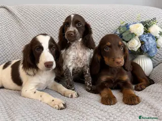 Cocker Spaniel dogs Cocker Spaniel Puppies Fully Vaccinated Ready Now - Advert 5