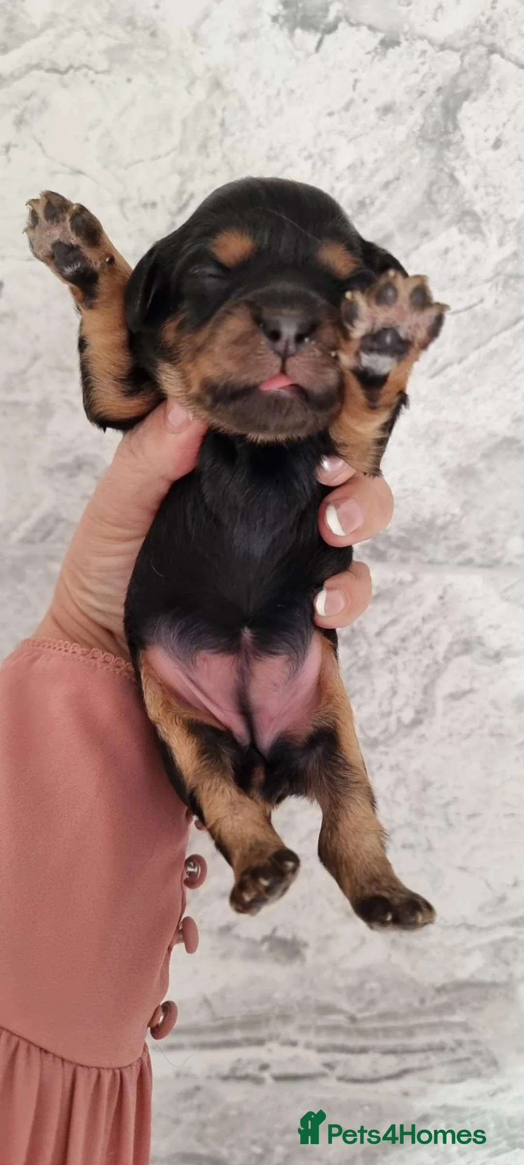 Cavapoo dogs for sale: F1 toy cavapoos  - Advert 10