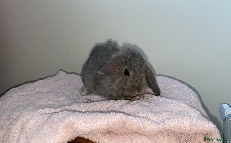 Mini Lop rabbits - Advert 10