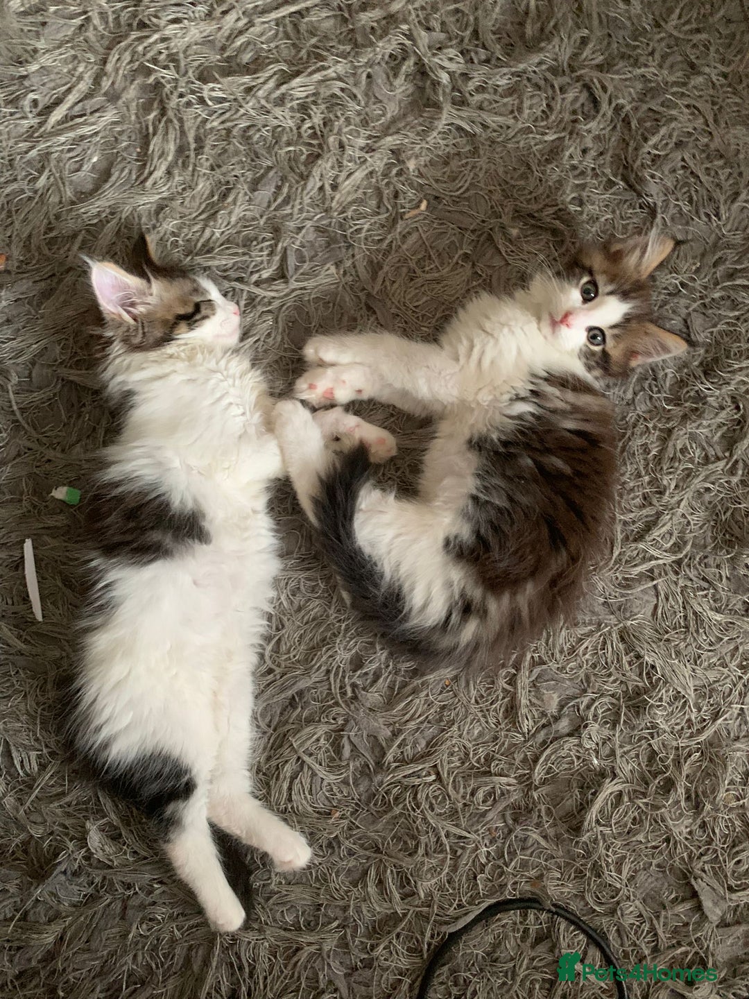 Maine Coon cats for sale: Pedigree Maine coon kittens - Image 3