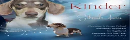 Miniature Dachshund dogs for stud: Miniature Dachshund Chocolate & Cream Piebald  - Advert 1