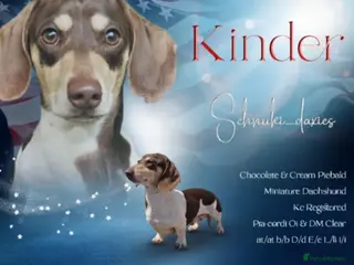 Miniature Dachshund dogs Miniature Dachshund Chocolate & Cream Piebald - Advert 10