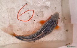 Koi Carp fish for sale: Mixture of Koi  - Image 11