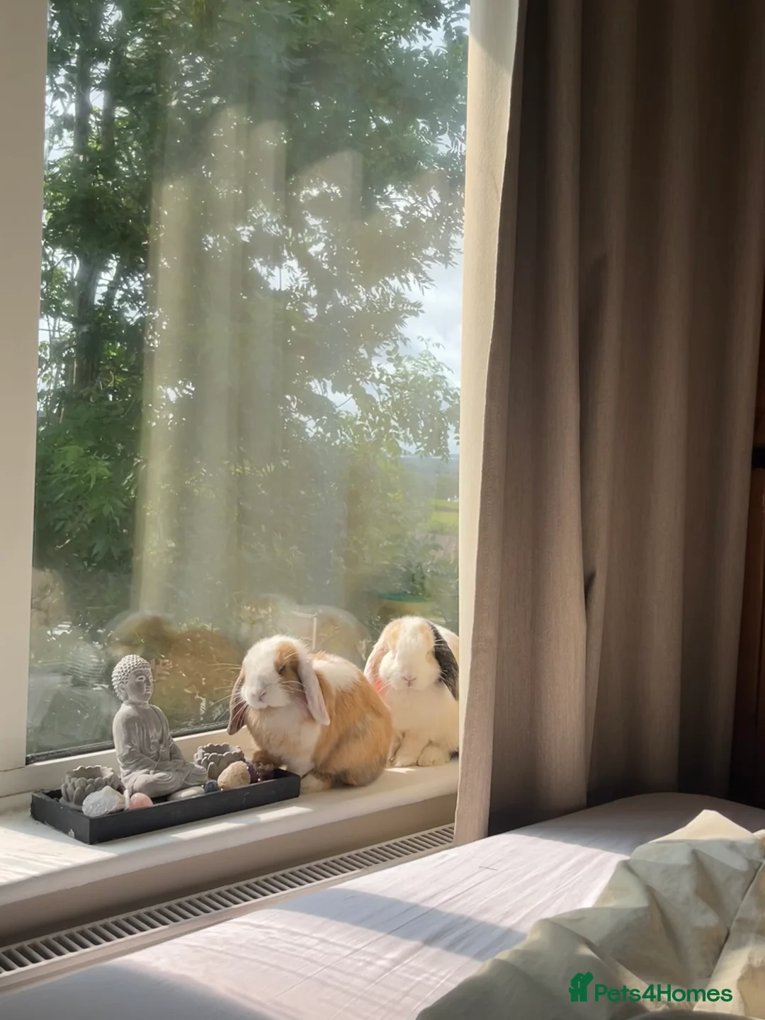 Mini Lop rabbits for sale: 2 beautiful sister mini lops 🤍 - Advert 6