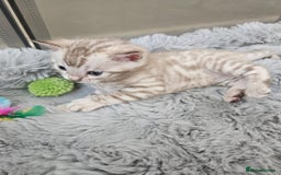 Bengal cats for sale: Lovely bengal kittens(Tica reg.)😍 - Image 30