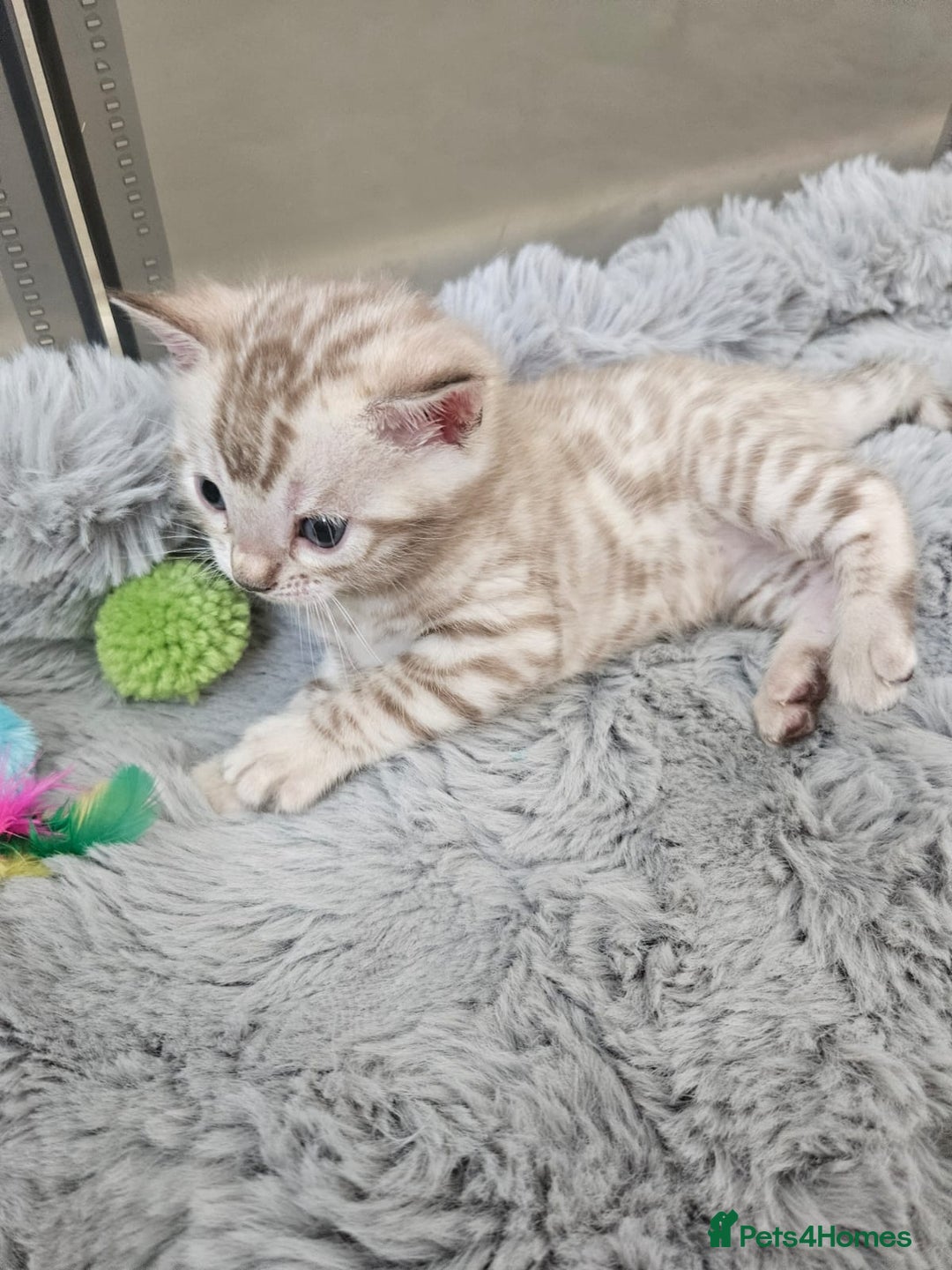 Bengal cats for sale: Lovely bengal kittens(Tica reg.)😍 - Image 30