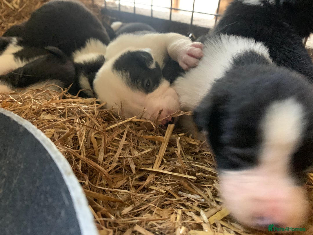 Border Collie dogs for sale: Choice of 9 sheepdog puppies up for selection!! - Image 2