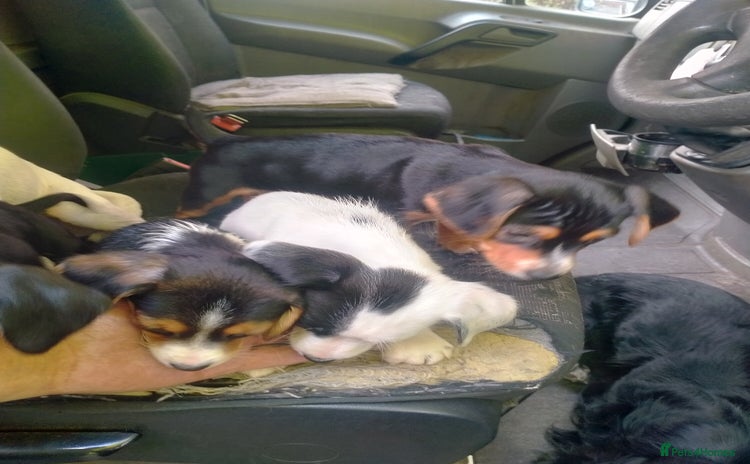 Mixed Breed dogs - Advert 1
