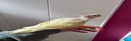 Parakeets birds for sale: Hand reared and hand tame Kakariki - Advert 5
