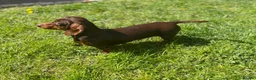 Dachshund dogs for sale: Outstanding miniature chocolate and tan puppies - Advert 2