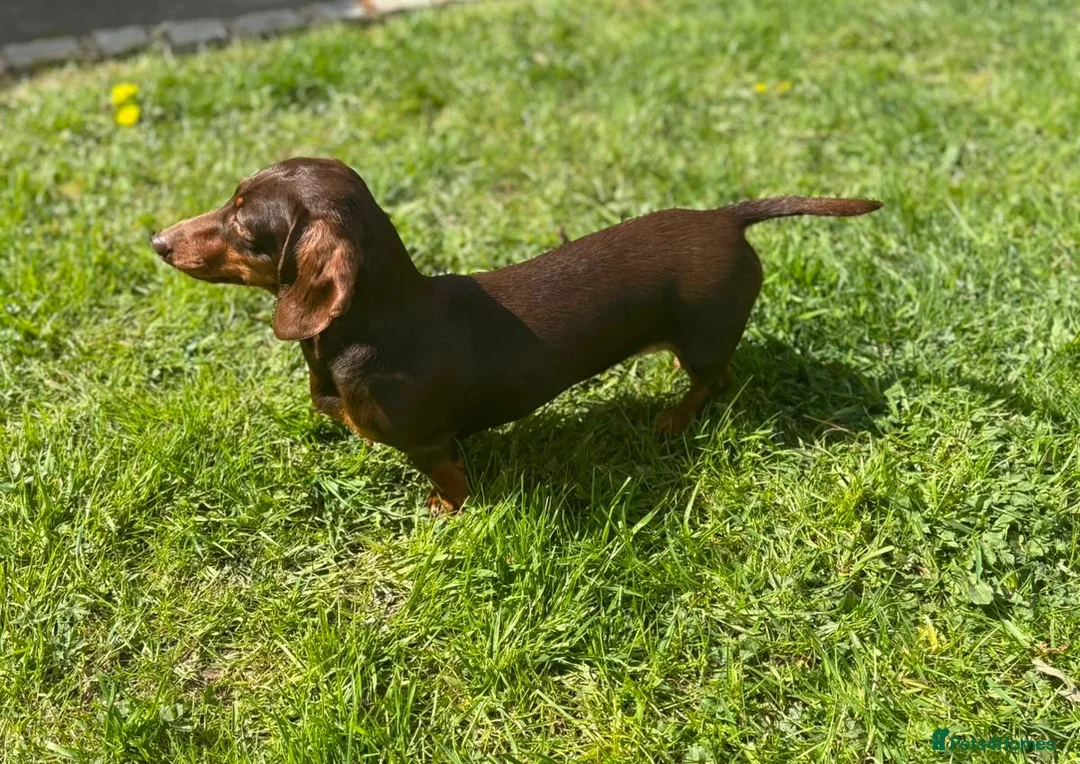 Dachshund dogs for sale: Outstanding miniature chocolate and tan puppies - Advert 2