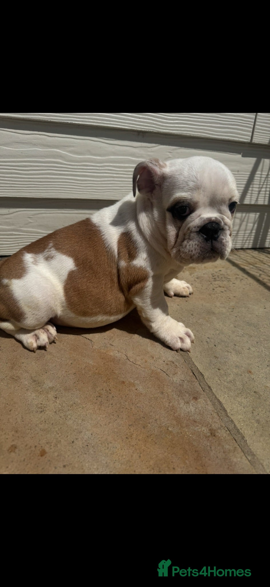 English Bulldog dogs KC REG Red/White English Bulldog Girl READY NOW!!  - Advert 2