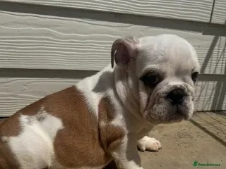 English Bulldog dogs KC REG Red/White English Bulldog Girl READY NOW!! - Advert 3