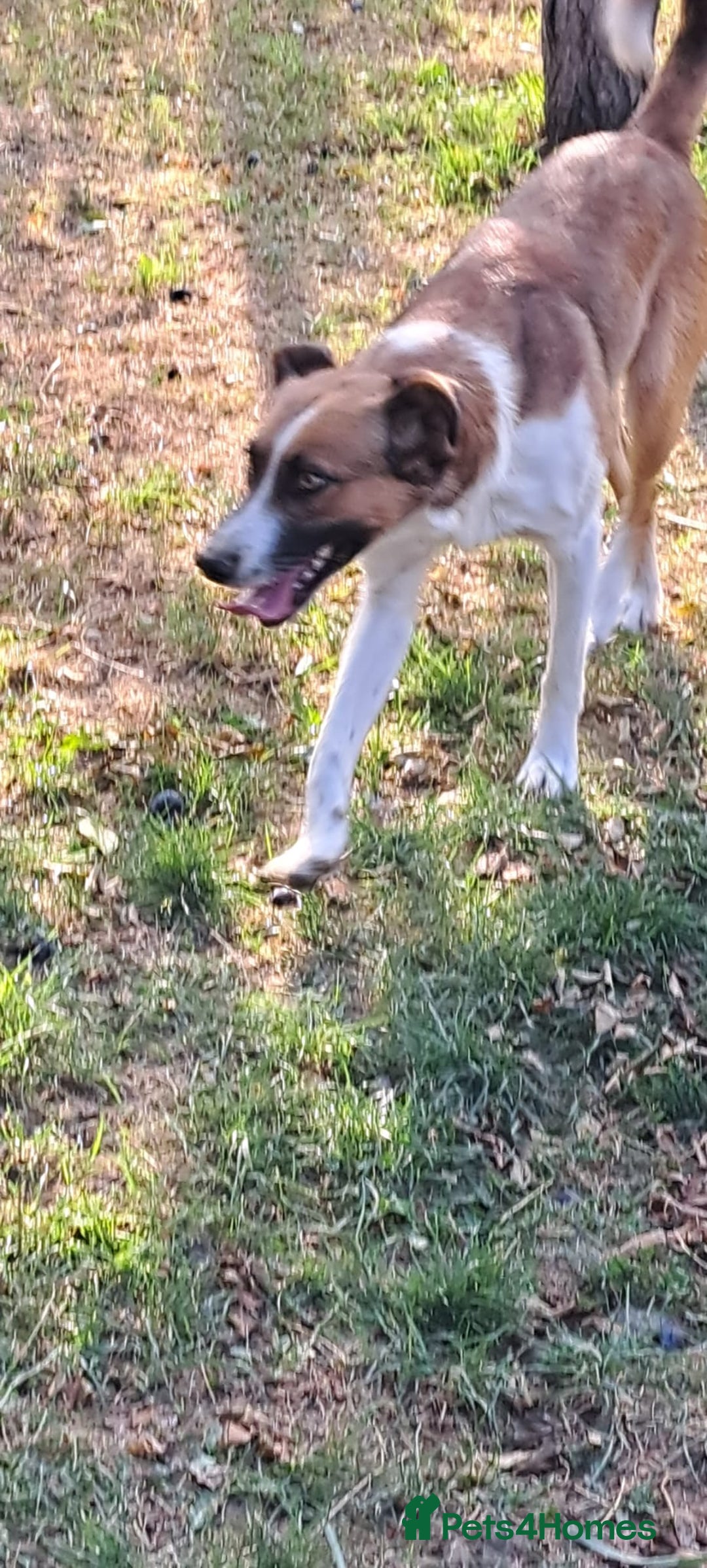 Mixed Breed dogs for adoption: BENNY - a faithful dog for a Loving Home - Image 11