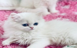 Persian cats for sale: Pure White Persian Girls BLUE EYES & full hearing - Image 9