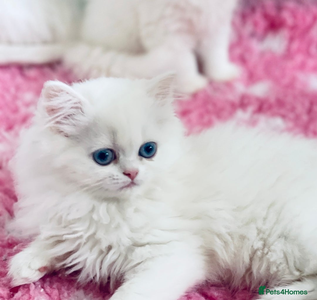 Persian cats for sale: Pure White Persian Girls BLUE EYES & full hearing - Image 9