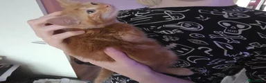 Tigger
