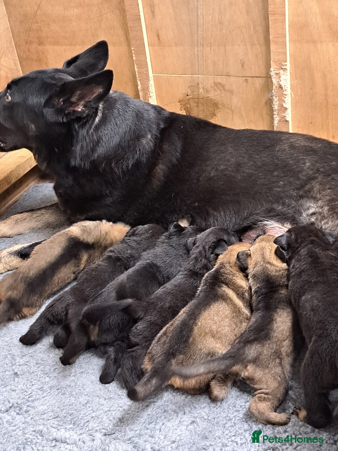 German Shepherd dogs for sale: CZECH DDR WEST GERMAN OLD BLOODLINE KC - Image 19