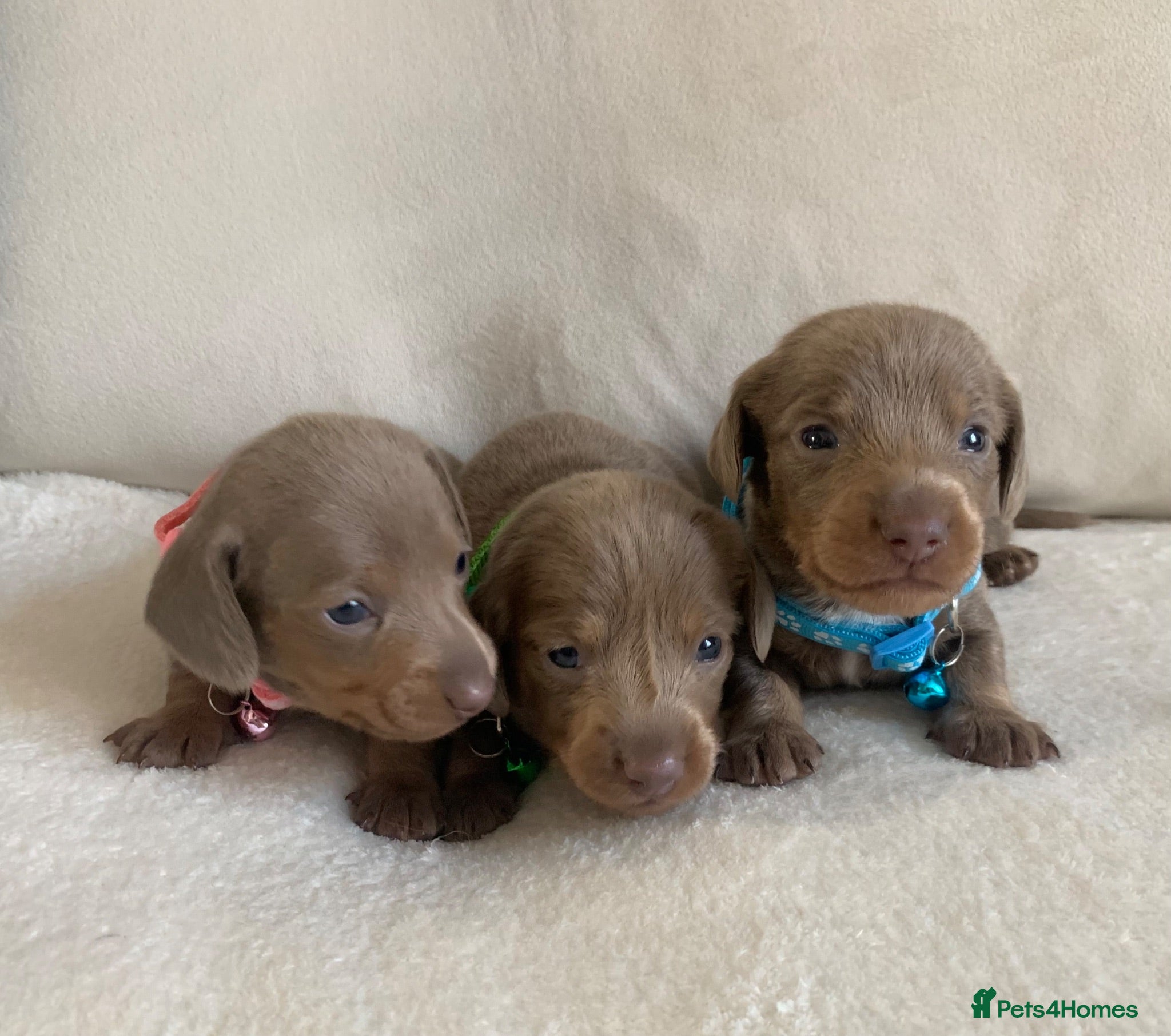 Miniature Dachshund dogs 💎 TOP QUALITY KC REG & PRA CLR MINI DACHSHUNDS💎 - Advert 2