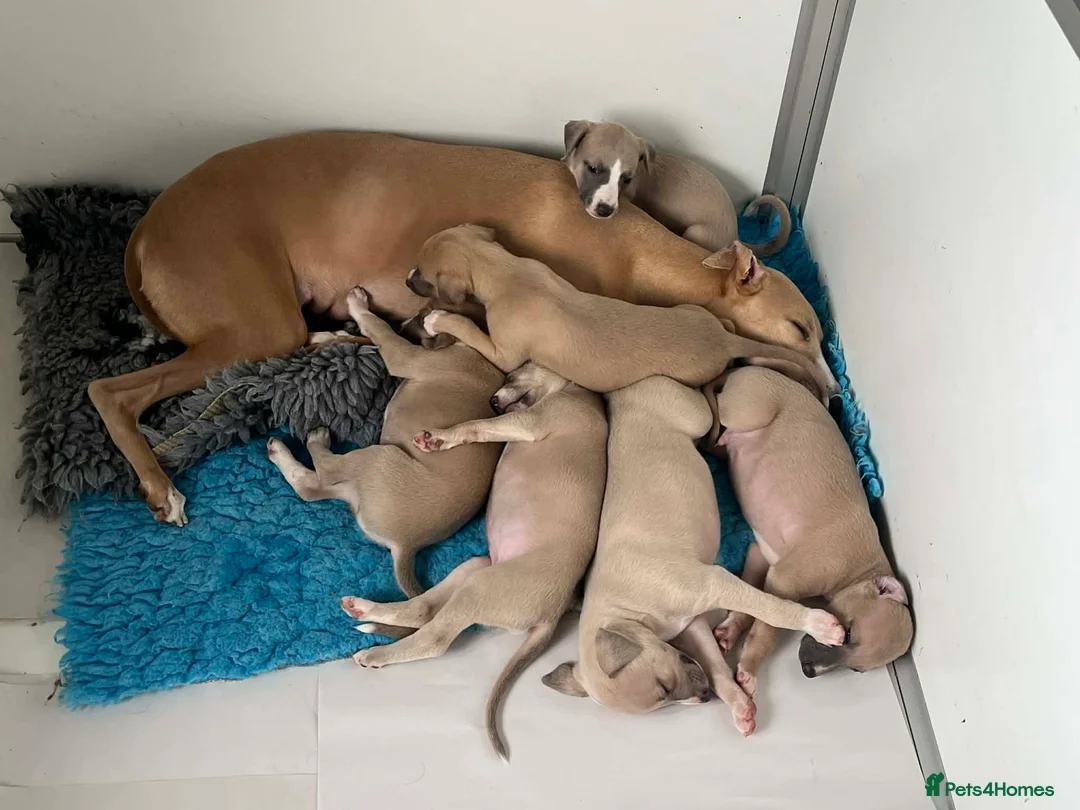 Whippet dogs for sale: KC Registered Top Quality Whippet Puppies in Beverley - Advert 2