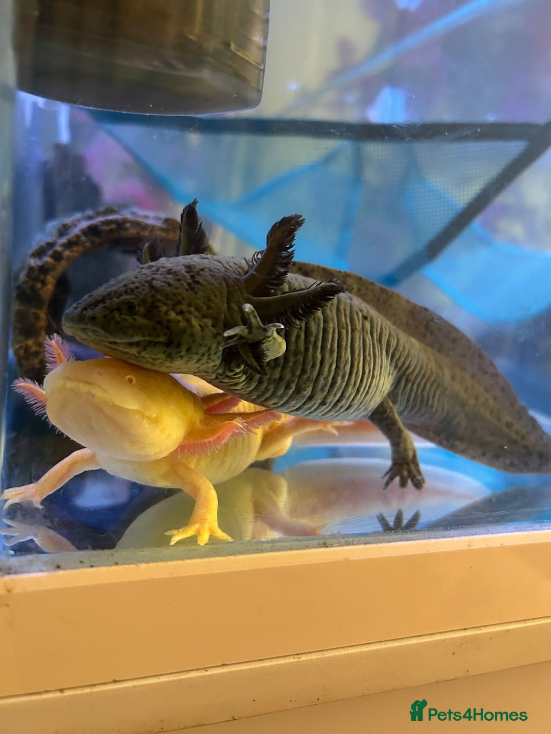 Axolotl reptiles for sale: Golden or speckled Axolotl - Advert 1