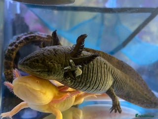 Axolotl reptiles Golden or speckled Axolotl - Advert 1