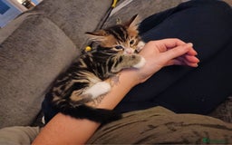 Mixed Breed cats for sale: Adorable kittens for sale - Image 6