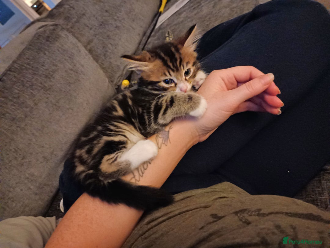 Mixed Breed cats for sale: Adorable kittens for sale - Image 6