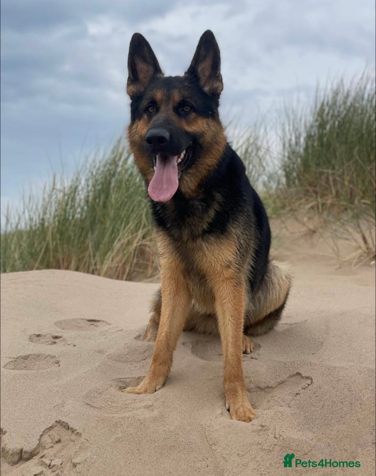 German Shepherd dogs REHOME - German shepard - Advert 1