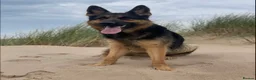 German Shepherd dogs for sale: REHOME - German shepard - Advert 1