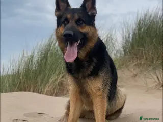 German Shepherd dogs REHOME - German shepard - Advert 1