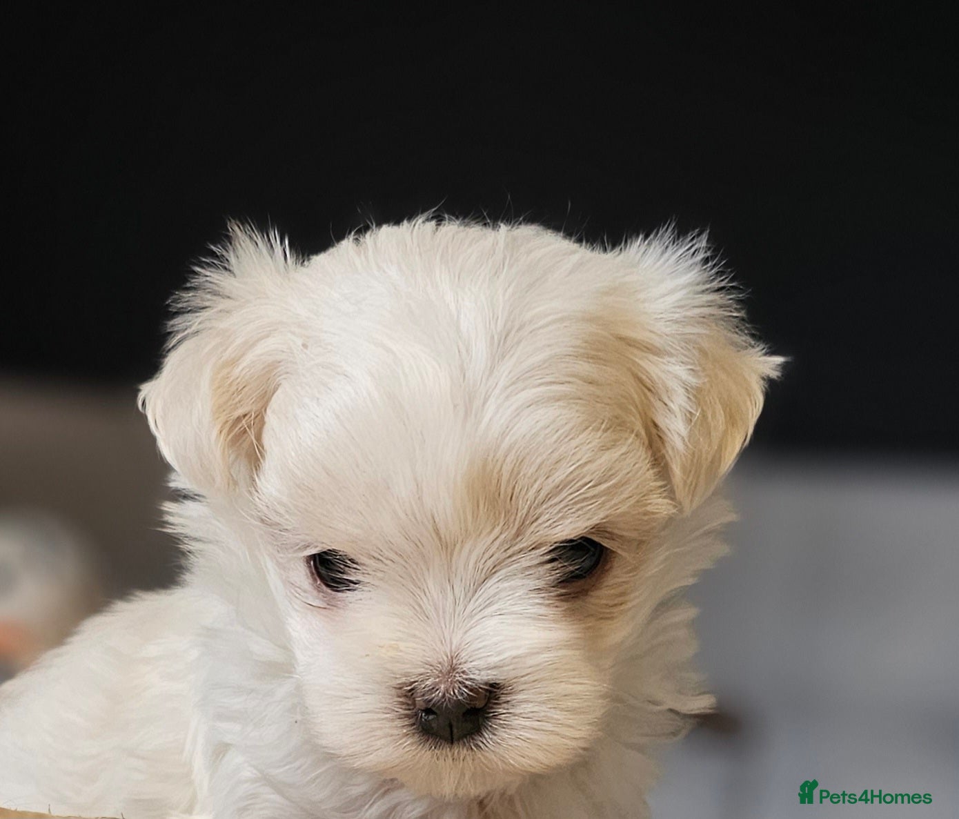 Maltese dogs Maltese last  girl  available  - Advert 1