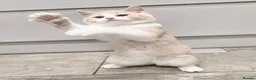 British Shorthair cats for sale: Gorgeous loving purr machines available now  - Advert 7