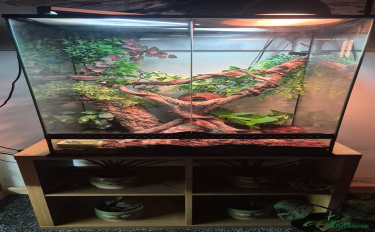 Gecko reptiles - Advert 1