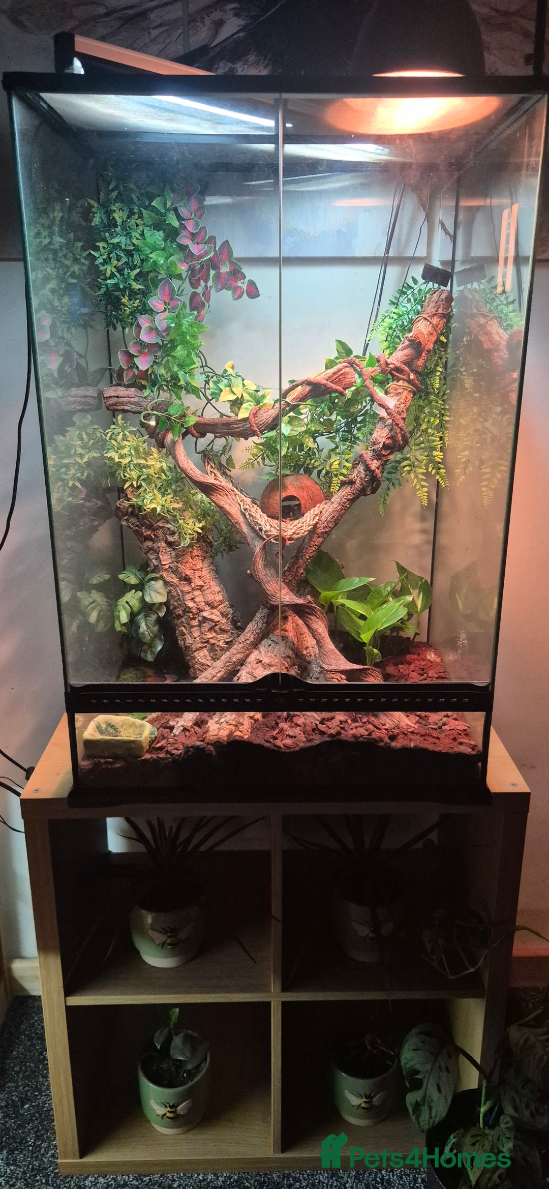 Gecko reptiles for sale: Crested gecko and full set up - Image 1