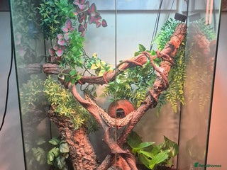 Gecko reptiles - Advert 15