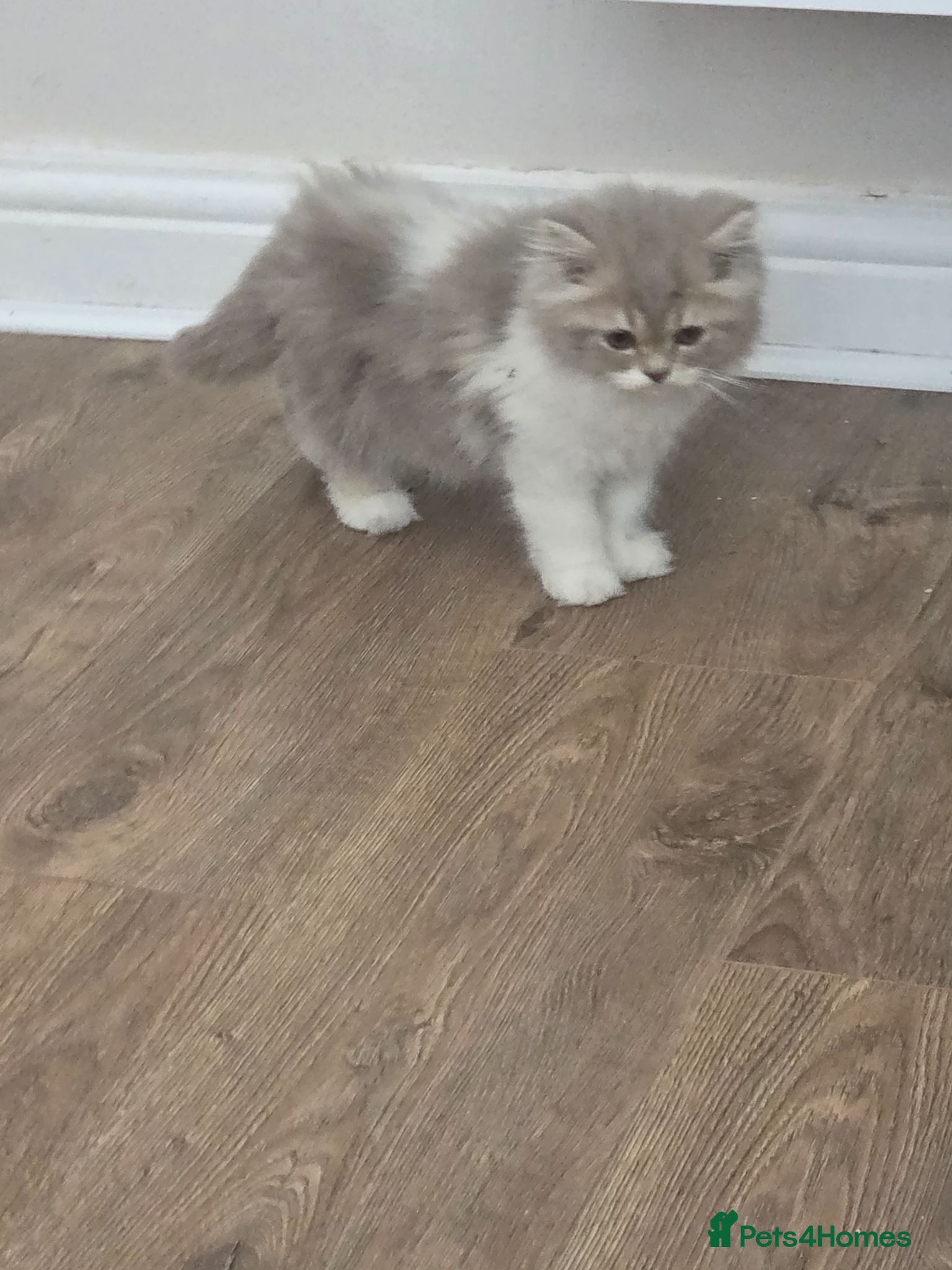 Mixed Breed cats Cute kittens 😸  - Advert 5