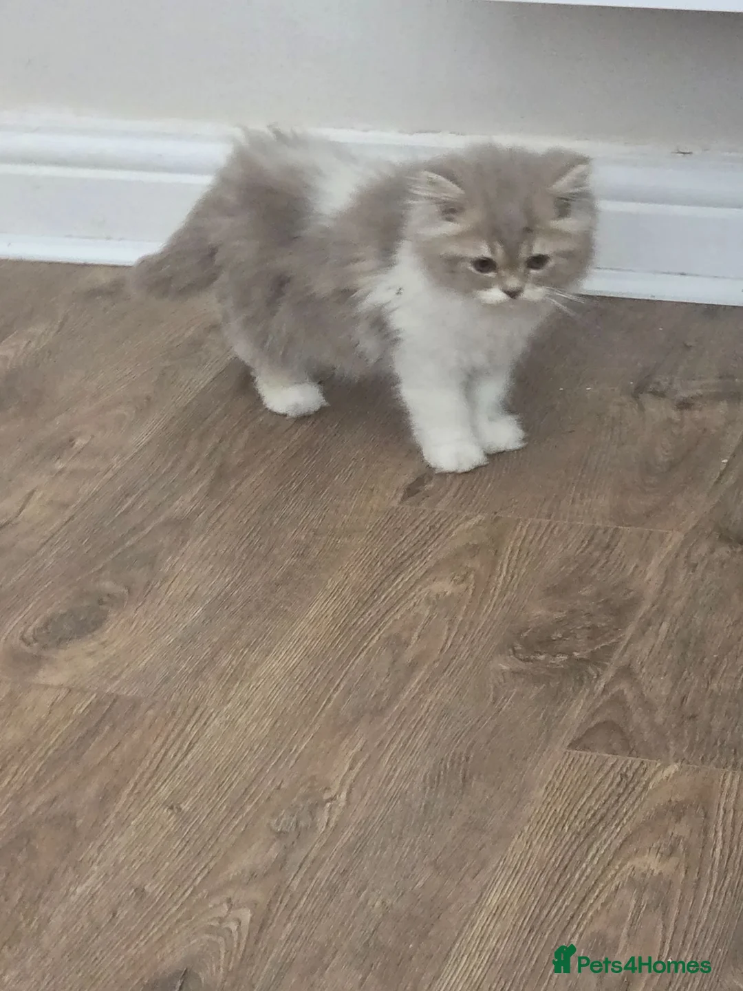 Mixed Breed cats for sale: Cute kittens 😸  - Advert 1