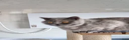 British Shorthair cats for sale: British Shorthair blue/cream girl.  - Advert 10
