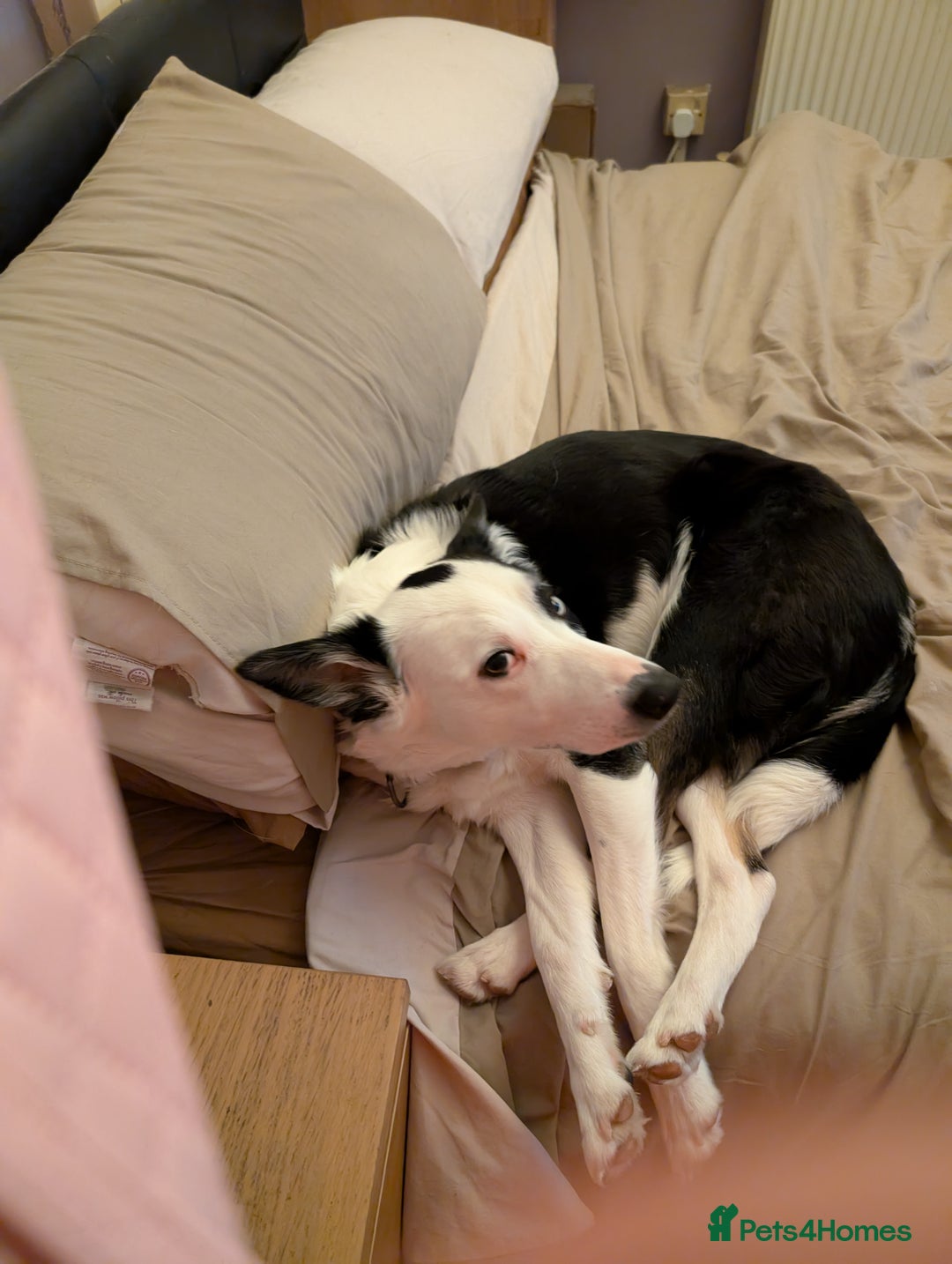 Mixed Breed dogs for sale: Husky cross border Collie  - Advert 5