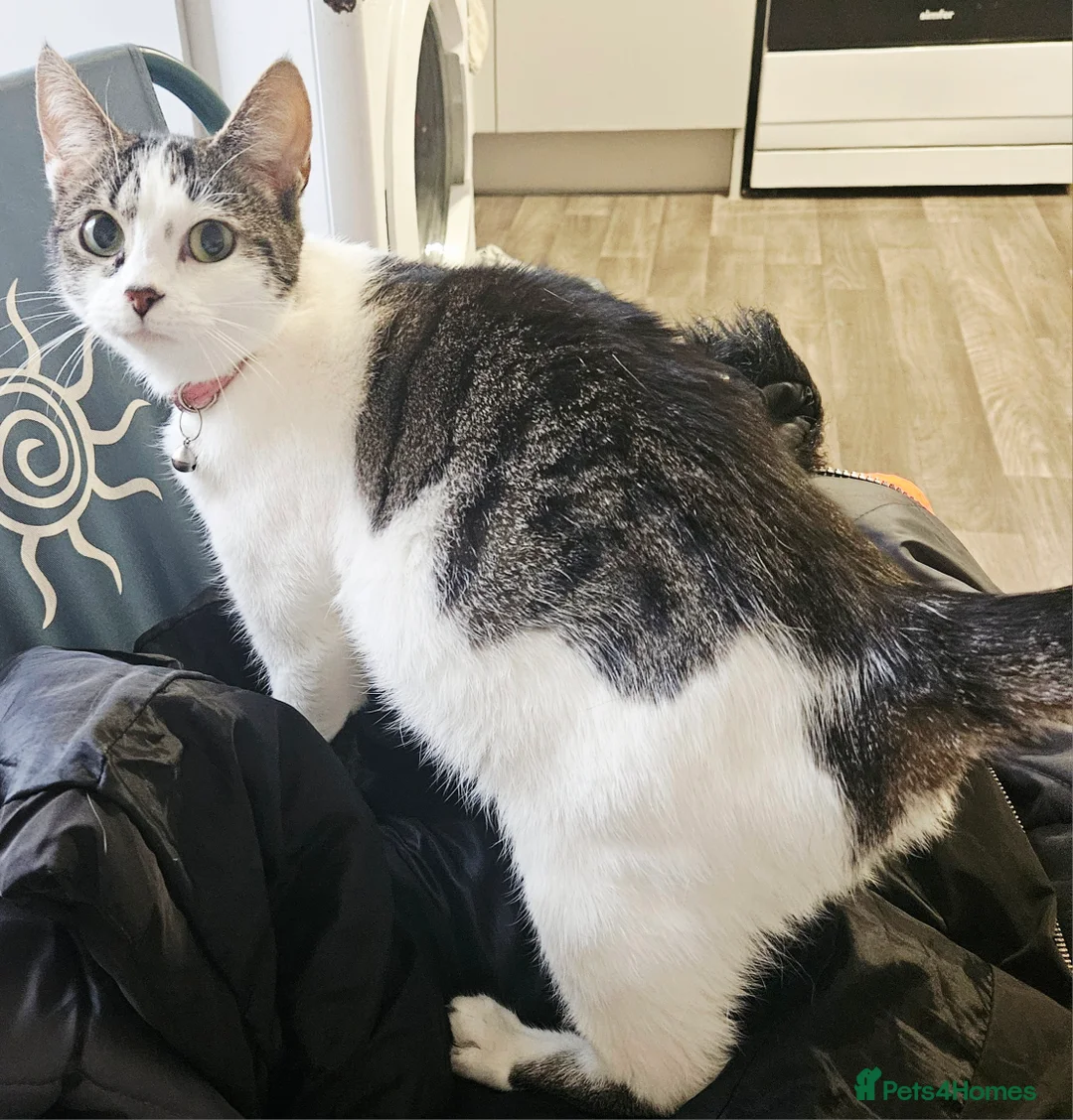 Mixed Breed cats for sale: 4 Beautiful Little Kittens For Sale - Advert 6