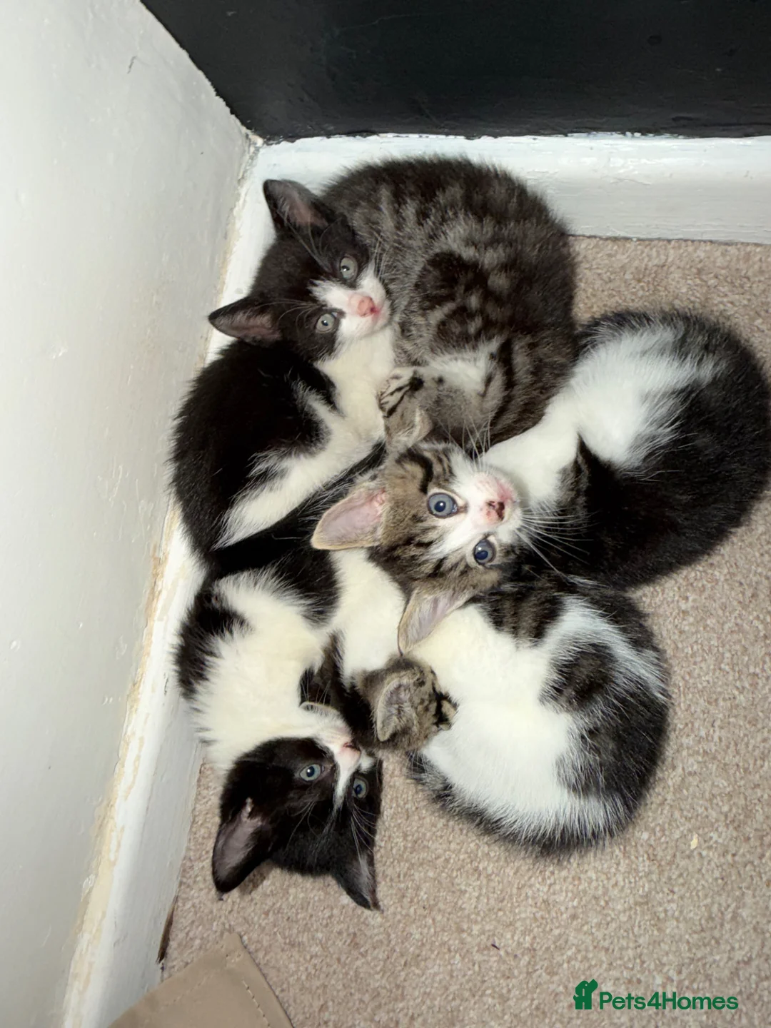 Mixed Breed cats for sale: Kittens for sale  in Southampton - Advert 1