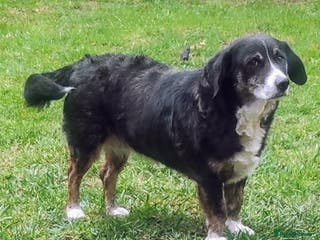 Mixed Breed dogs Alma! - Advert 6